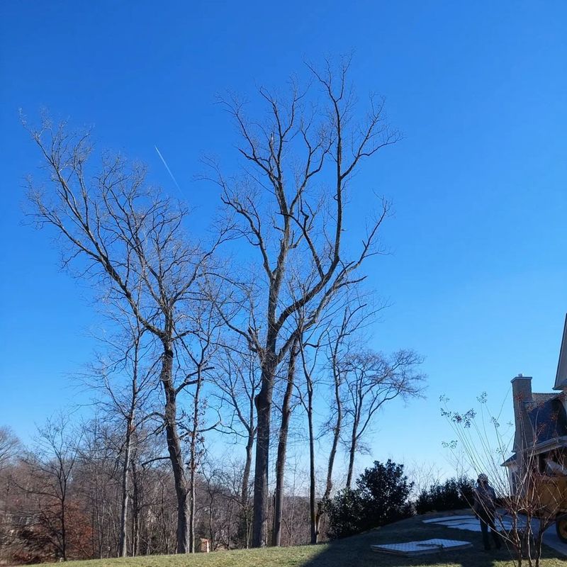 the-tree-experts-of-tennessee-gallery-010-800h