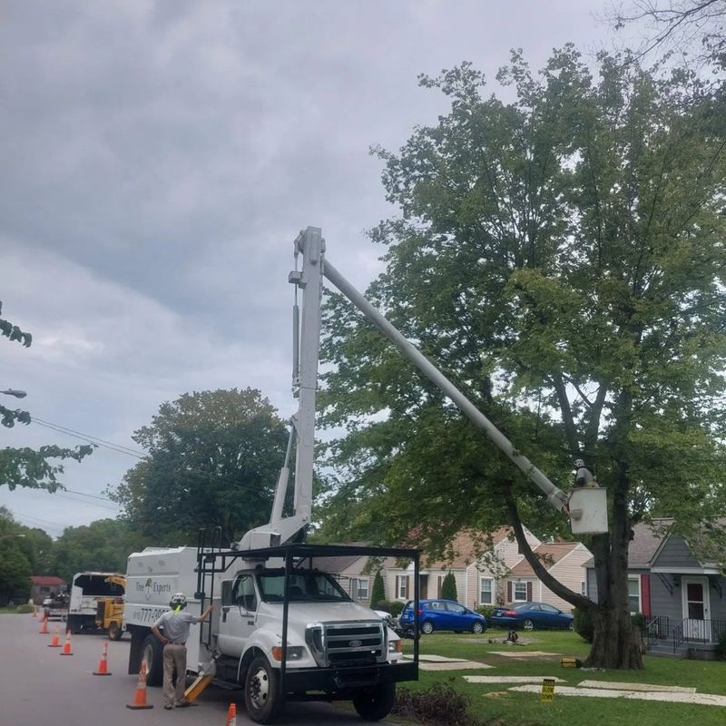 the-tree-experts-of-tennessee-gallery-011-800h