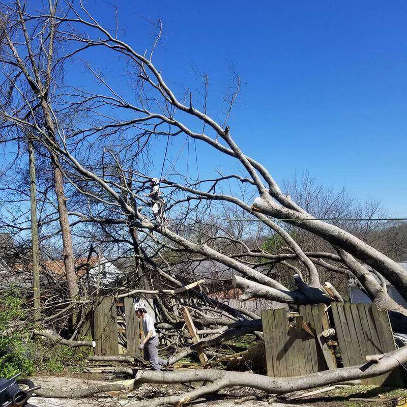 the-tree-experts-of-tennessee-gallery-004-800h(1)(1)(1)(1)