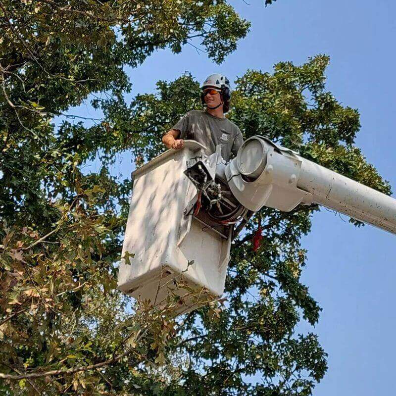 the-tree-experts-of-tennessee-gallery-006-800w(1)(1)(1)