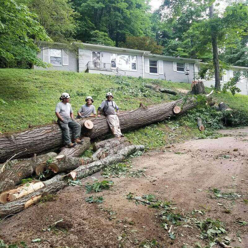 the-tree-experts-of-tennessee-gallery-007-800w(1)(1)(1)