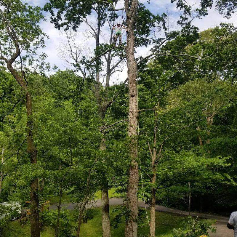 the-tree-experts-of-tennessee-gallery-009-800h(1)(1)(1)(1)